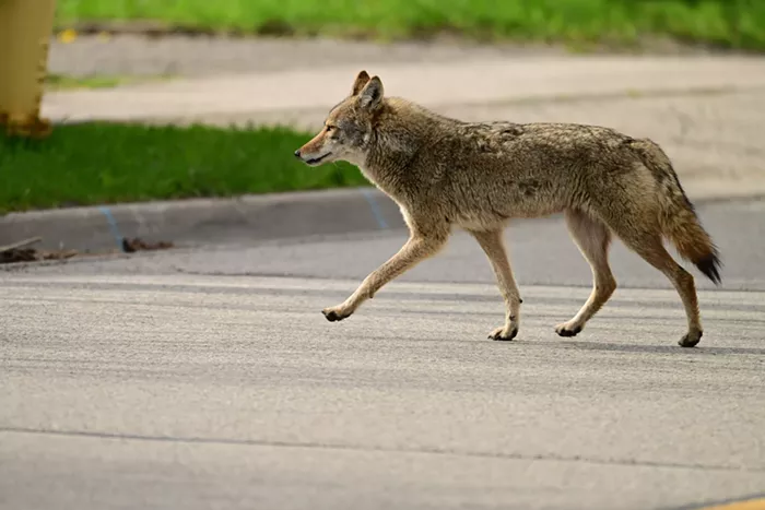 Good Morning, News: Good News for Portland Street Response, King Fool to Shut Down Dept. of Education, and It's SPRING (AKA Coyote Season)! 